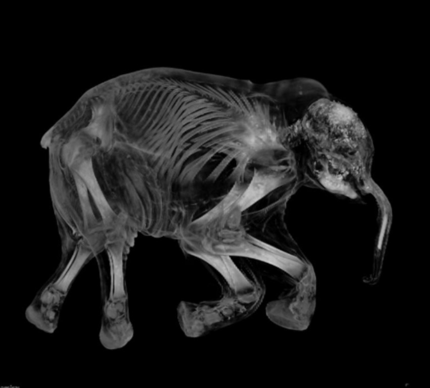 рентген снимок слоненок